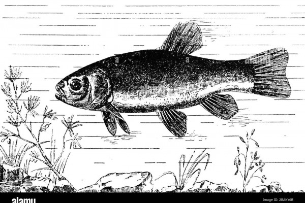 Coudre sa bouche de tanche